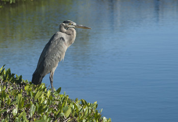 great blue heron lake grass copy space bird florida water