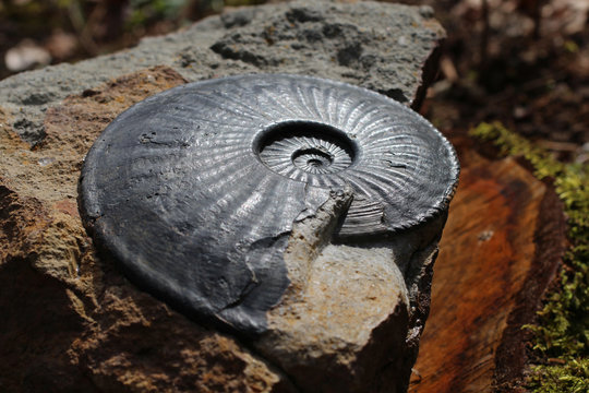 Ammonit Amaltheus margaritatus (16 cm Durchmesser) aus dem Unterjura der Jurassic Coast von Dorset