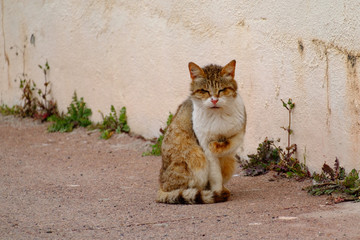 Obraz premium Un chat malade dans la rue.