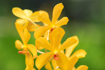 Obraz na płótnie Canvas Yellow orchid in the wild rainforest