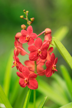 Red dotted wild orchid blooming in a tropical rainforest