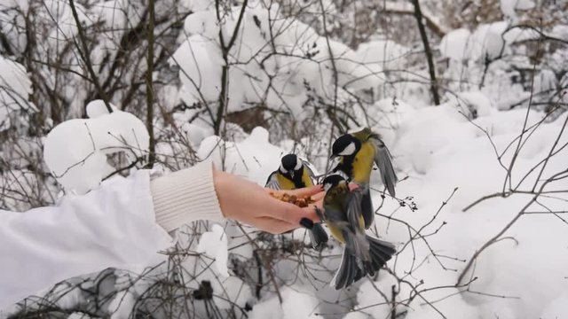 Woman feeding tit birds from hand in winter. Slow motion parus major yellow bird.