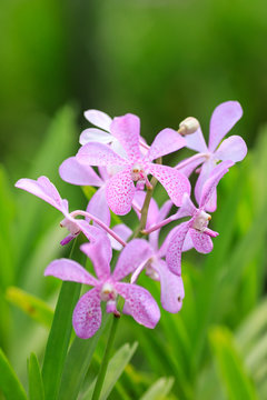 Violet-purple dotted orchid blooming in a tropical rainforest