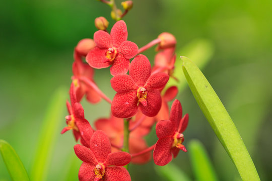 Red dotted orchid in the wild rainforest