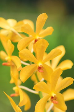 Yellow wild orchid blooming in a tropical rainforest