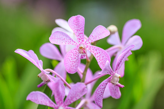 Violet-purple dotted orchid flower in a tropical rainforest