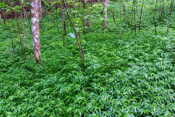 Dense lush green undergrowth on the Makiki Trail