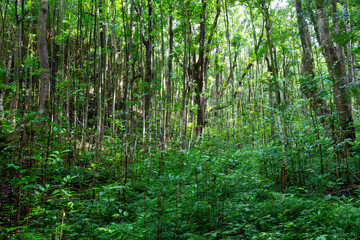 Dense lush green foliage on the Makiki Trail
