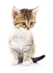 Fototapeta premium Kitten on white background.