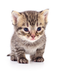 Kitten on white background.