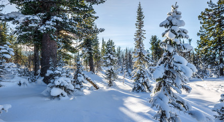 amazing landscape with frozen snow covered trees at sunrise  
