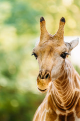 Naklejka premium Wild African Giraffe Portrait