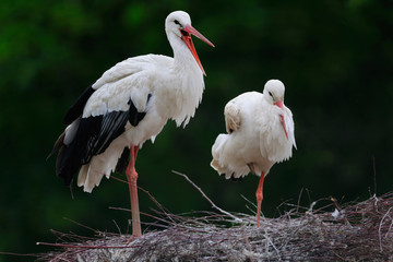 A pair of white stork (Ciconia ciconia)