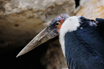 Marabou Stork (Leptoptilos crumeniferus)