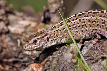 Lizard