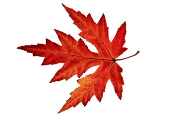 Close up of a maple leaf isolated on white background