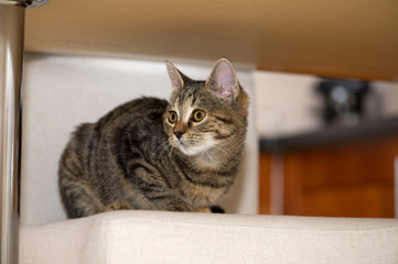 Tabby cat lying on bed