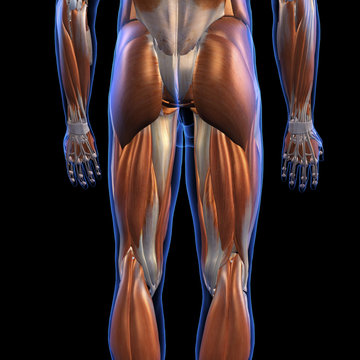 Male Posterior Leg Muscles on Black