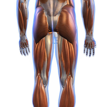 Male Posterior Leg Muscles on White