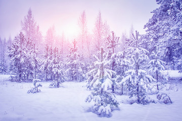 Snowy winter forest at sunrise. Landscape of Christmas trees after snowfall on bright sunlight. Xmas background. Winter nature