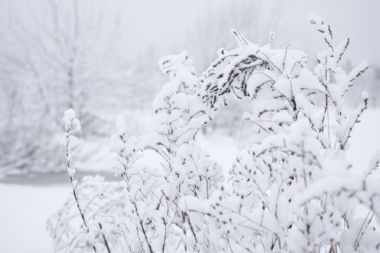 Snowy branches on white background. Winter patterns on cold plants