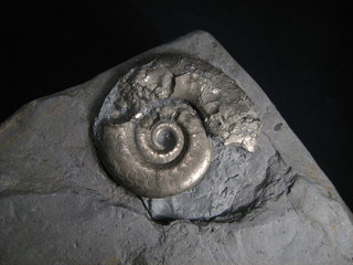 Ammonite Psilophyllites hagenowii from the Lower Jurassic of L&ouml;hne (Germany)