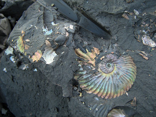 Shell preserved, flattened ammonite from the Lower Cretaceous of Folkestone (United Kingdom)