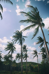 Fototapeta premium Coconut palm trees perspective view