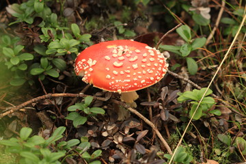 fly agaric in the autumn forest