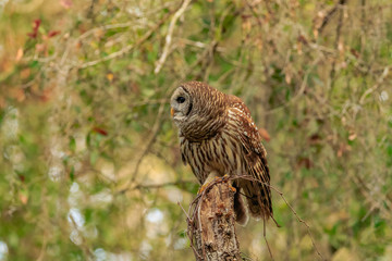 BARRED OWL
