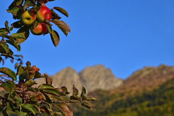 Äpfel in Südtirol - Italien
