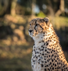 Cheetah, Acinonyx jubatus, looking to the left