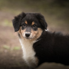 Australian Shepherd Welpe