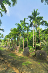 Rai, or stone money on the island of Yap, Micronesia   © robnaw