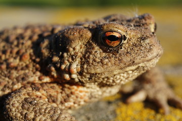 frosch