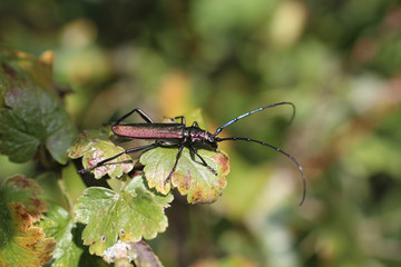 Moschusbock auf Josta