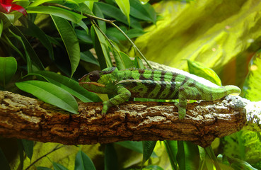 Green chameleon
