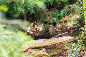 Naklejka na ściany i meble Small brown bird placed on the stone, in the autumn forest.