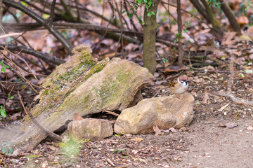 Naklejka na ściany i meble Small sparrow sitting on the stone in autumn forest, waiting for food. Brown background