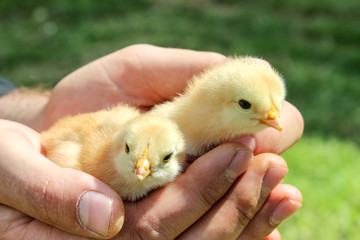 chickens in men’s hands on background of green grass, close up