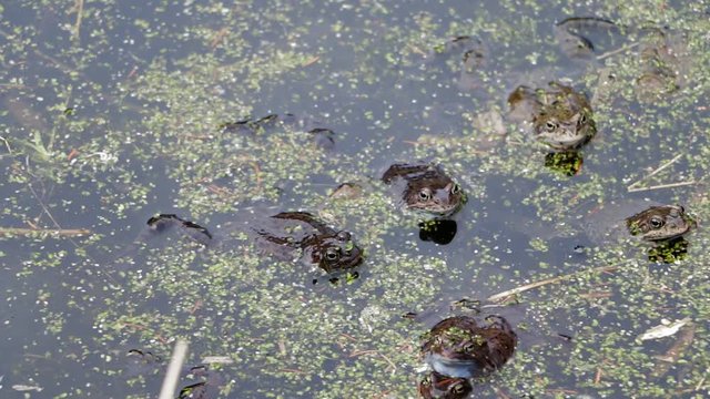 Frogs swimming and spawning in the water, wild nature.