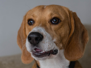 Beagle Portrait