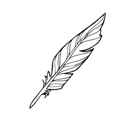 Fototapeta premium Vector hand drawn sketched feather