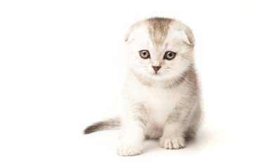 Portrait cat, scottish Fold on white background