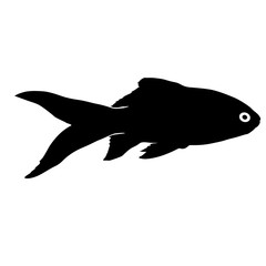 Black silhouette of aquarium fish on white background