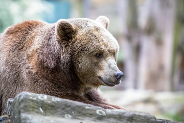 Obraz premium The Grizzly bear in a Zoo of Berlin, Germany
