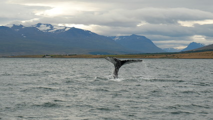 The tail of whale in Iceland
