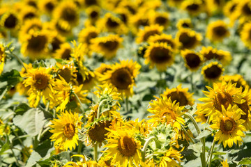 Big sunflower field