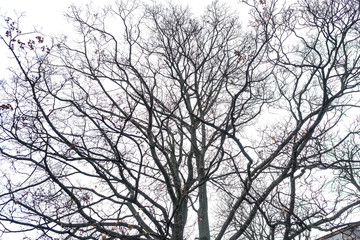 Fototapeta na wymiar Branchs of a leafless tree
