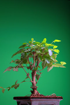 Bonsai carmona tree 